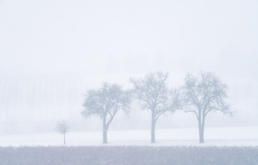 Fototapeta na wymiar Bäume im Schneegestöber