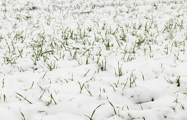 wheat sprouts in the snow