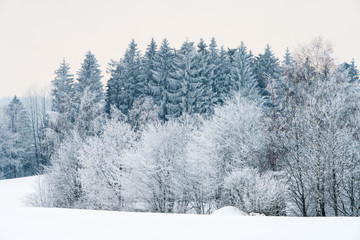 Obraz premium Winterlandschaft mit Bäumen, Wäldern und Sträucher