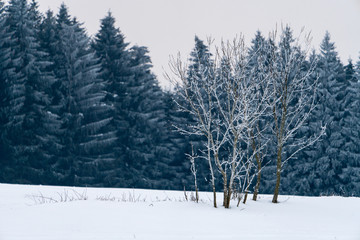 Winterlandschaft mit Bäumen, Wäldern und Sträucher