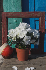 Spring.White flowers in a jug and cups on the background of blue wooden doors.Composition of photo from plant, frame from window, brown cup and the shadow of the warm spring sun.Azalea