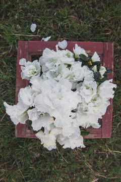 Spring.White flowers in a pot on the grass.Photo of a composition from a plant in a jug, cup and a box from the window.Morning sun.Azalea