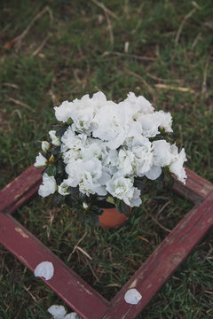 Spring.White flowers in a pot on the grass.Photo of a composition from a plant in a jug, cup and a box from the window.Morning sun.Azalea