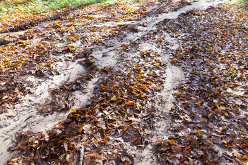 forest foliage flush soil