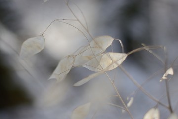 winter plants lunaria