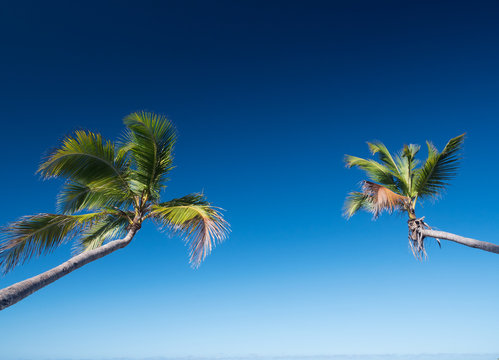 Two coconut palm tree on blue sky background
