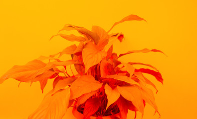 Fototapeta na wymiar Spathiphyllum home flower of yellow color. Orange background.