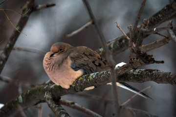 Evening Mouring Dove