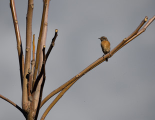 Saxicola rubicola (Cartaxo-comum) female songbird at winter in Braga, Portugal.