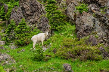 Obraz na płótnie Canvas Young Mountain Goat