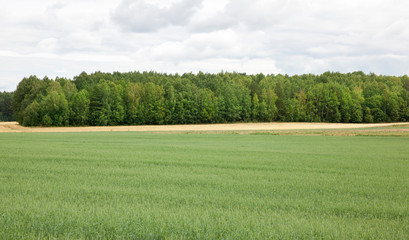 Landscape agricultural fields