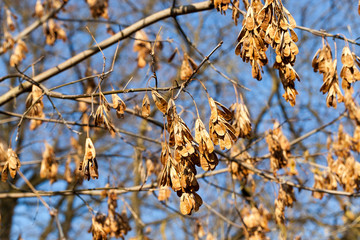 seeds helicopter