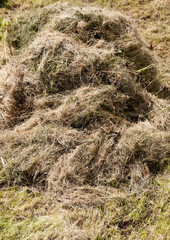 pile of dry grass