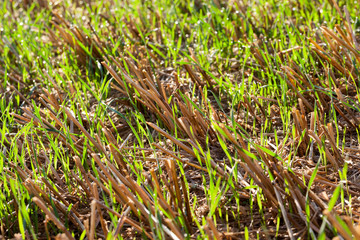 bristles new wheat green grass