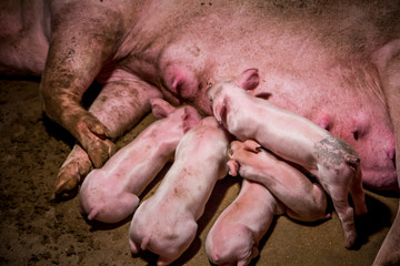 pigs, cute piglets, mom and baby, pink, animal farm, agriculture
