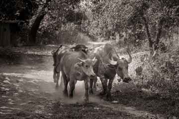 cattle, herd, oxen, agriculture, farm, rural, black and white