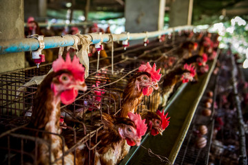 chicken, egg, farm, agriculture, meat, grocery store, caged chickens © JoelandAndrea