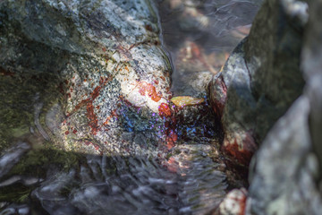 The Waterfall and vegetation