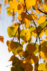 golden and yellow birch foliage