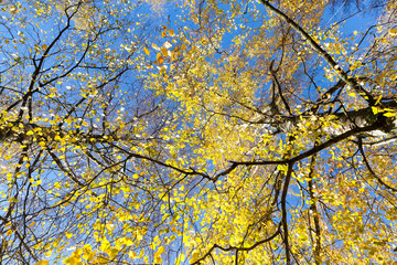 Fototapeta premium spring tree