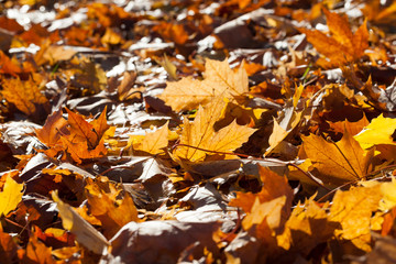 lit fallen autumn leaves