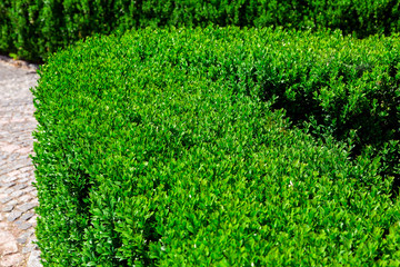 hedge walkway of evergreen boxwood close up plant.