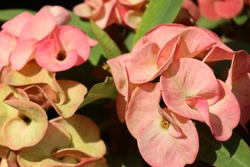 Crown of thorns flower