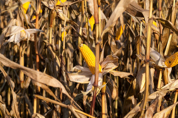 corn dry