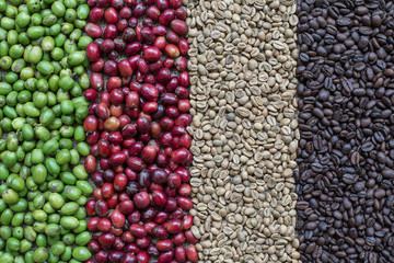 Fototapeta premium Coffee Berries and Coffee Beans