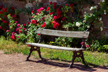 an old wooden bench with iron legs on a gravel path in the background is a wall with bushes of red...