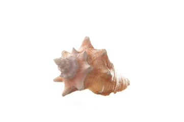 coquillage isolé