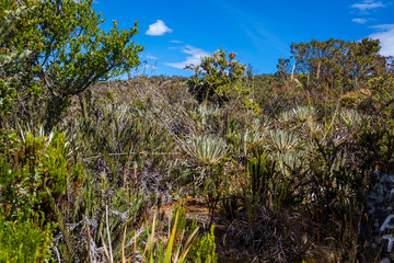 Typical vegetation of the paramo areas in Colombia