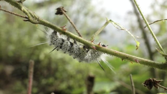 A black and white caterpillar crawls on leaves - Hickory tussock moth larva 