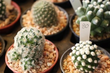 Beautiful cactus for sell