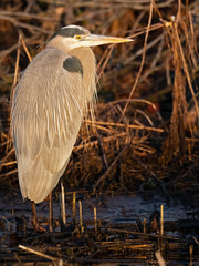 Great Blue Heron