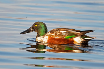 Male Northern Shoverler Duck