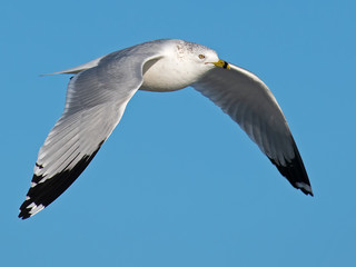 Ring-billed Gull in Flight