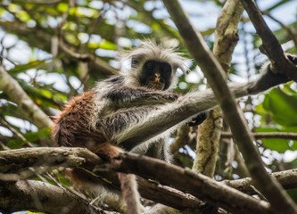 Red Colobus, Zanzibar