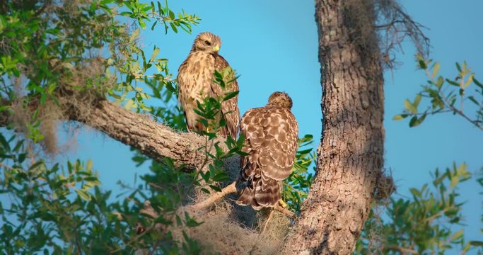Two hawks in a Florida tree with Spanish Moss