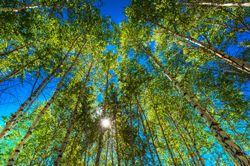 Birch grove. Siberia