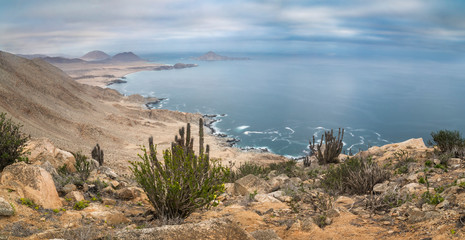Atacama, the driest desert in the world still has life inside it, in Pan de Azucar National Park we...