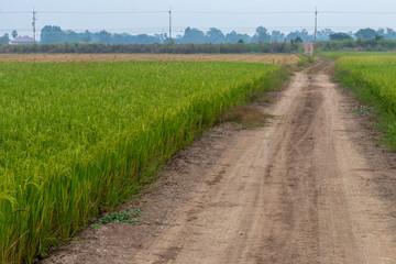 Fototapeta na wymiar Soil road and rice grains.