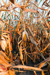Mature maize