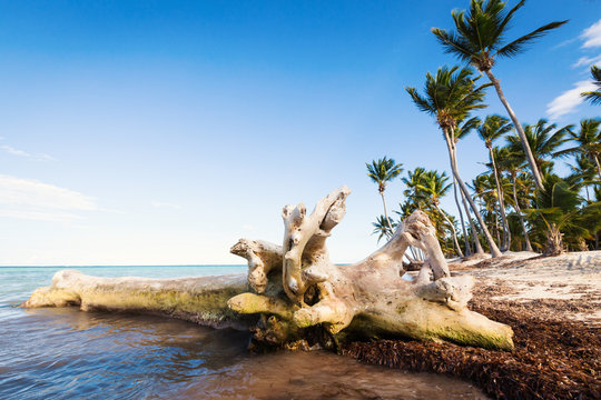 Dry wood in sea water on pristine bounty beach.