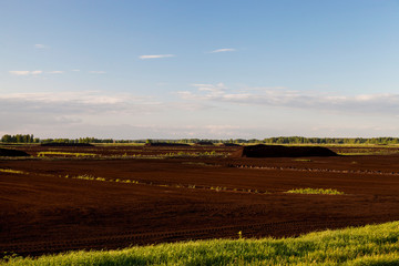 peat bog, summer