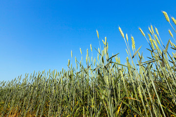immature green grass