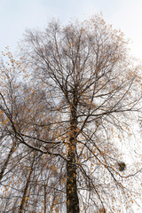 snow-covered birch branches with yellow leaves -