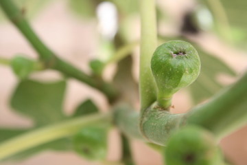 closeup of green leaf
