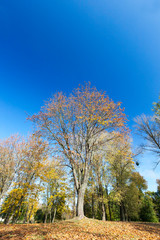 yellowed maple trees in autumn