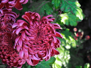 Amazing chrysanthemums of the queen of autumn. When everything dies they come to life.